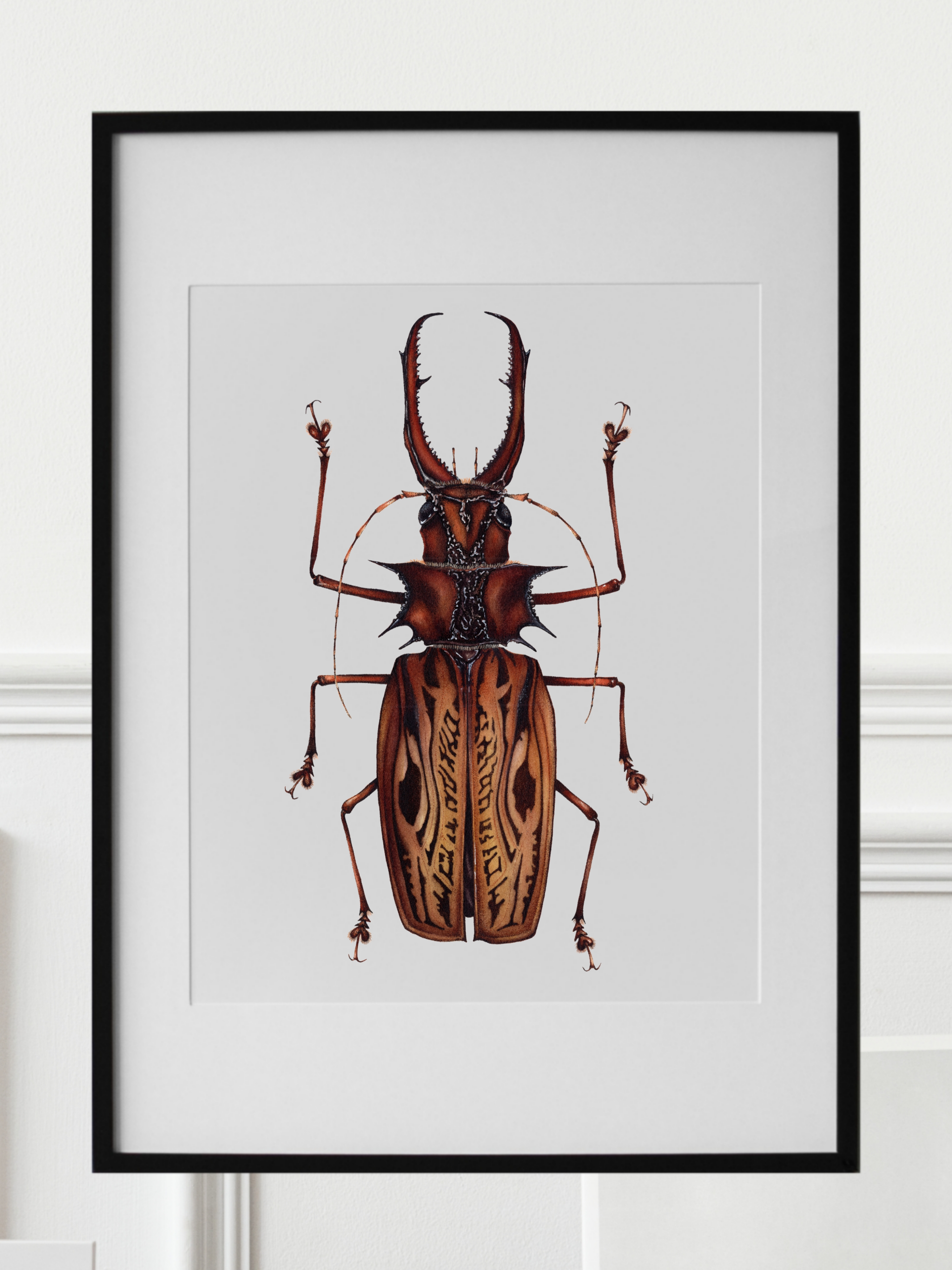 MACRODONTIA CERVICORNIS